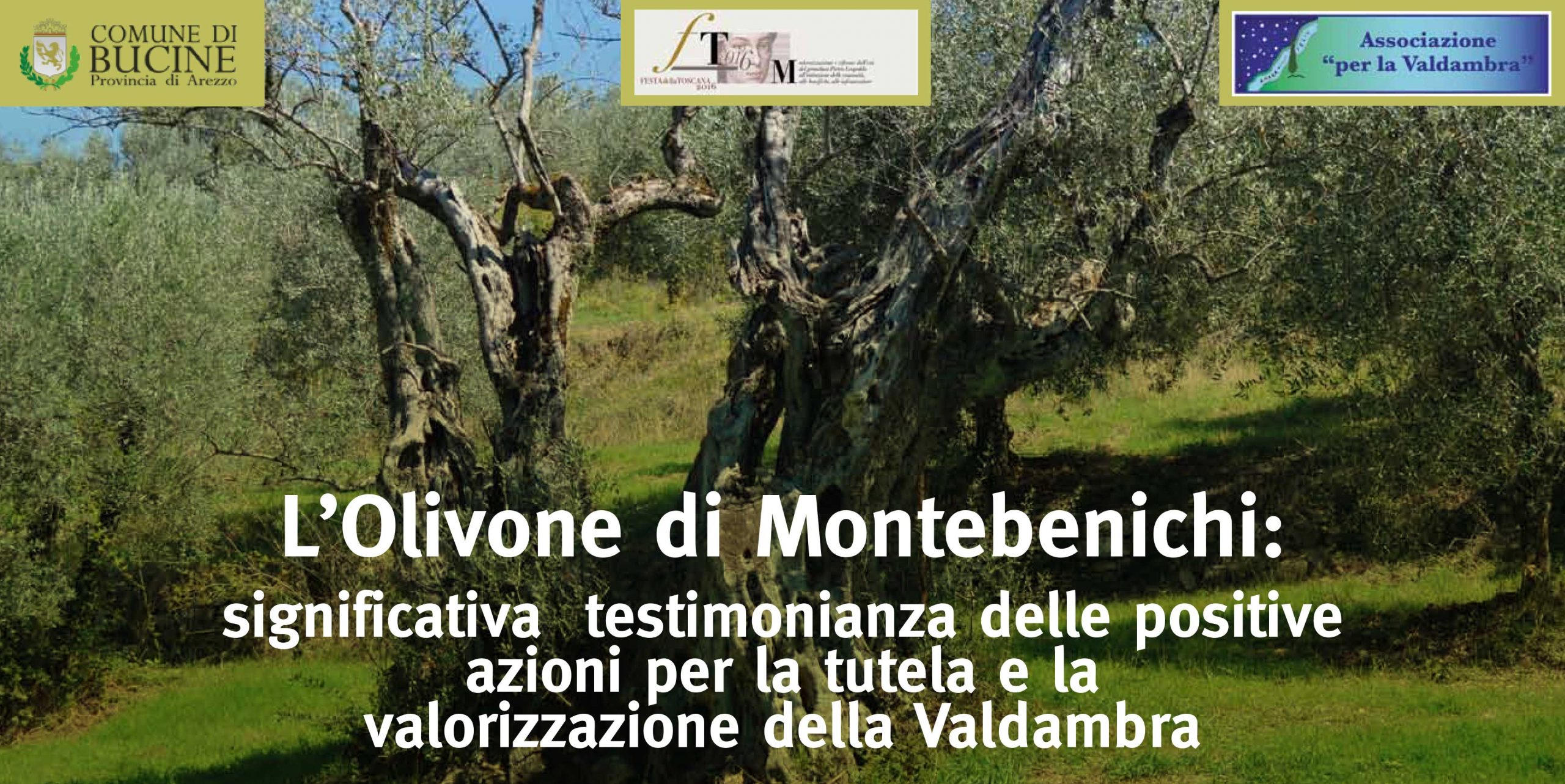 L’Olivone di Montebenichi